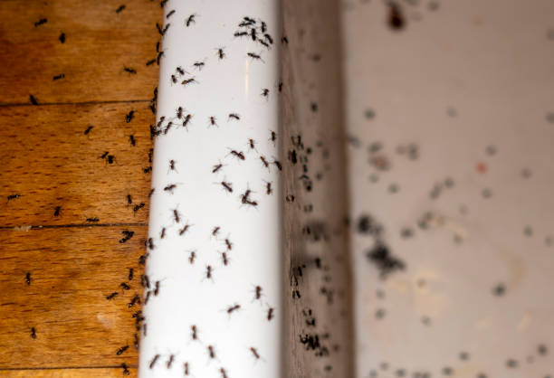 Best Pest Control Near Me  in Francis, UT