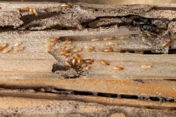 Best Emergency Pest Control  in Francis, UT