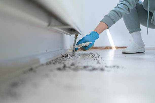 Best Bed Bug Extermination  in Francis, UT